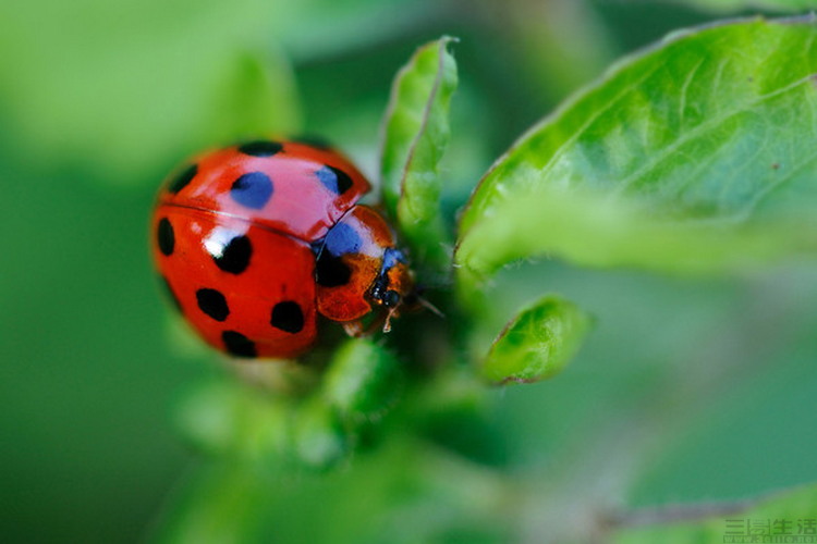 长焦镜头|用手机来拍雪花,怎么就这么难?