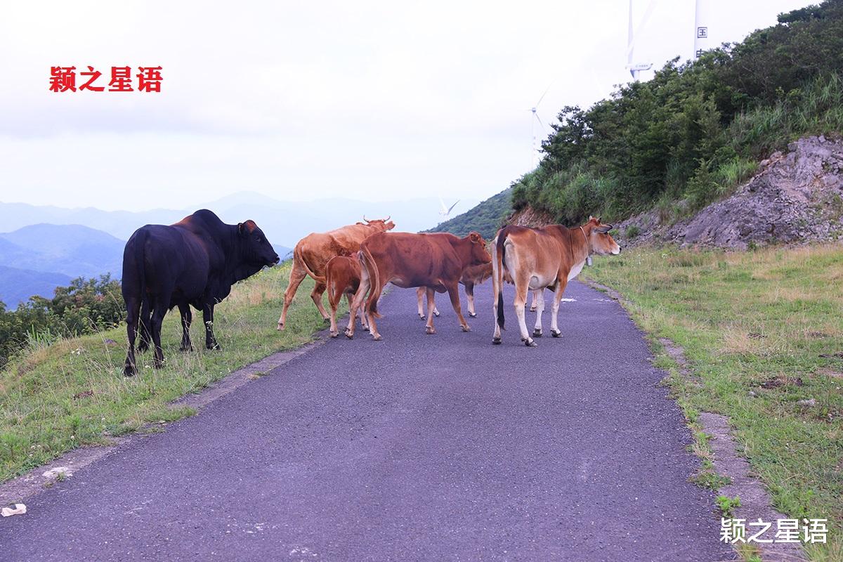 风车|东搬山至盖苍山，云端上的风车公路，大气磅礴