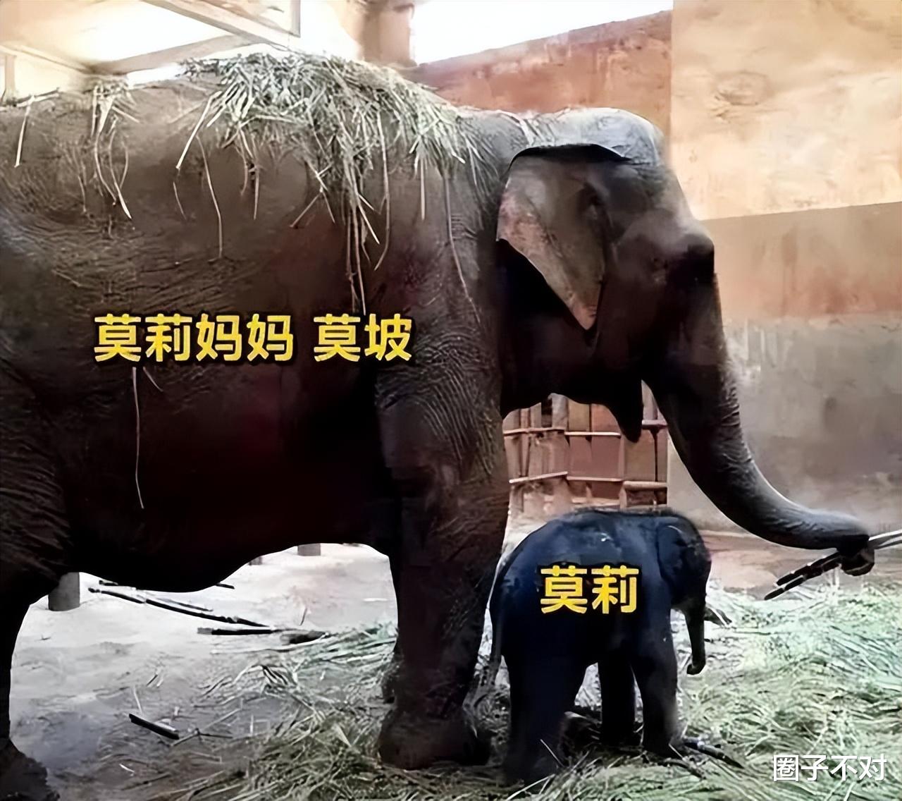 仔细看,这滴眼泪淹没的是不是你心目中的人道主义