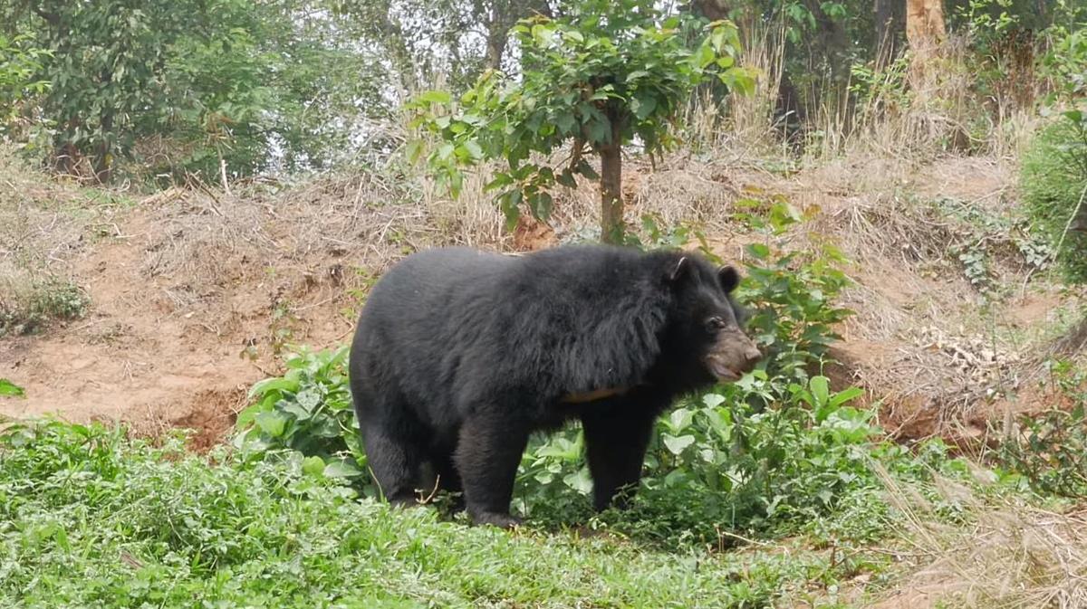 四川甘孜出现黑熊，频频进村偷吃，藏獒不敌，两只都被咬死吃掉