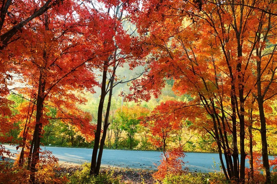安徽|比日本唯美,比香山震撼,浪漫醉人的小城,藏着中国最美的秋天!