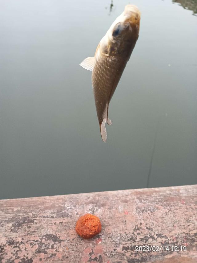 |【钓鱼之家虾粉】昨日鱼口稀少,今日连杆不断,虾粉助力收获满满