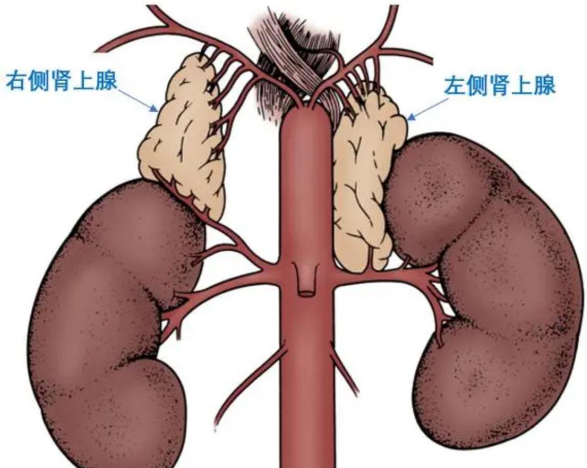“回光返照”离死亡还有多远?原来,这是器官在努力地挽回我们
