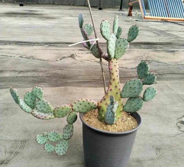 室内甲醛超标,这5种花都能吸“毒气”,现在知道还不晚!