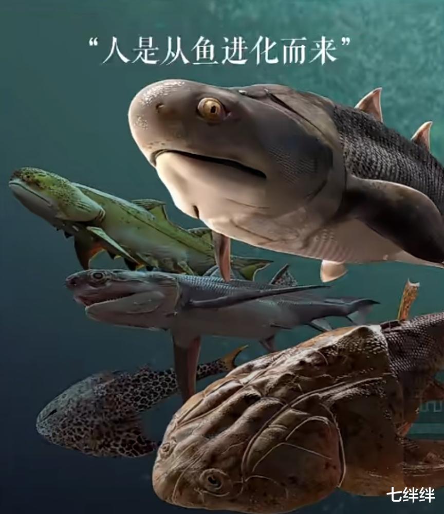 怎么也没想到人是从鱼进化而来,你相信吗?