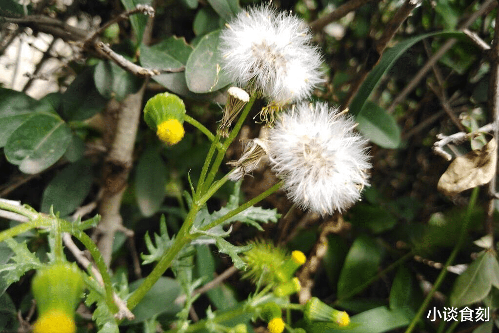 夏日吃苦胜似进补,奶奶告诉我:多吃4种苦菜,夏吃苦的好处要懂