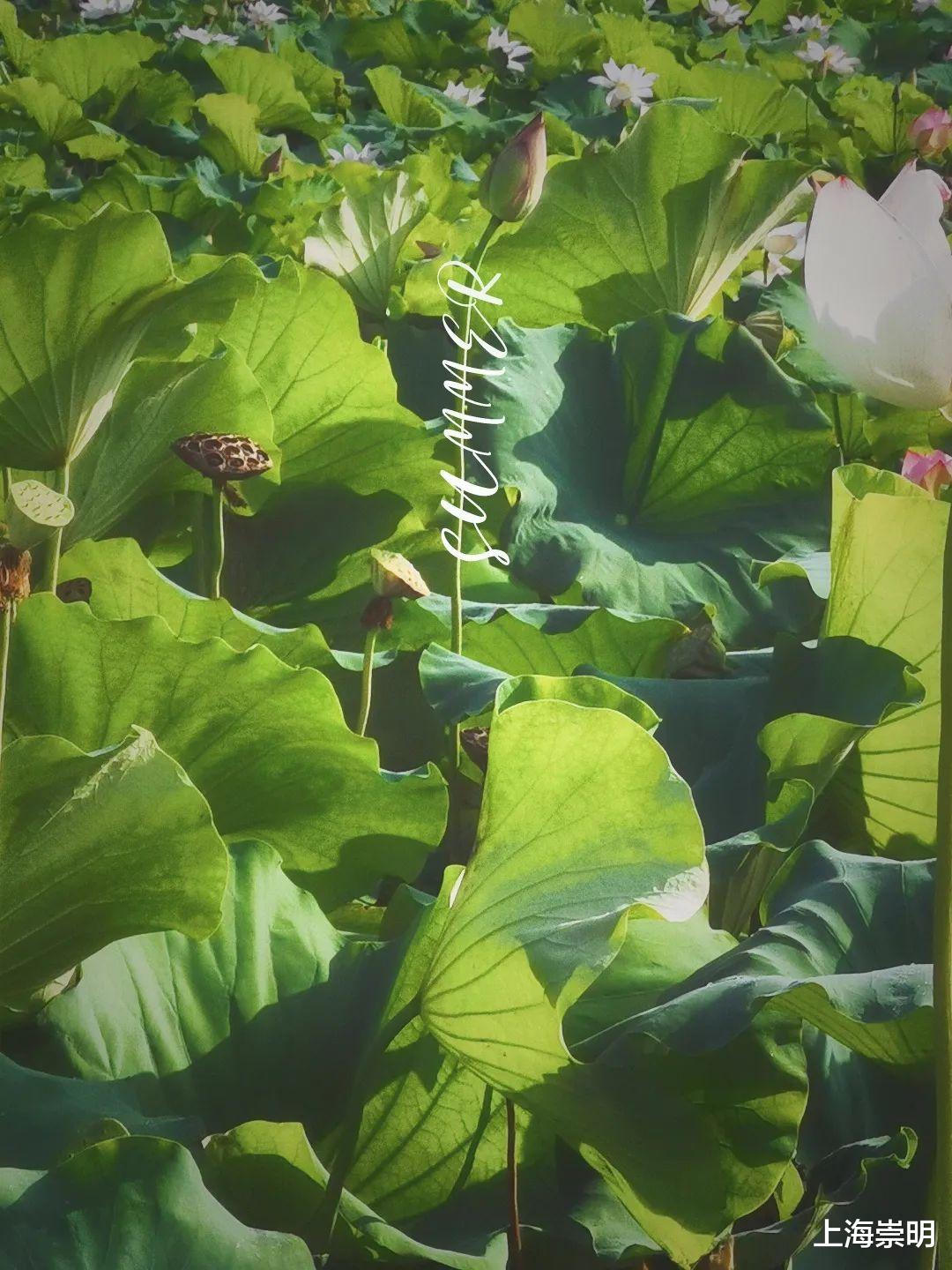 文化节|《沉香如屑》中的四叶菡萏，崇明有很多！