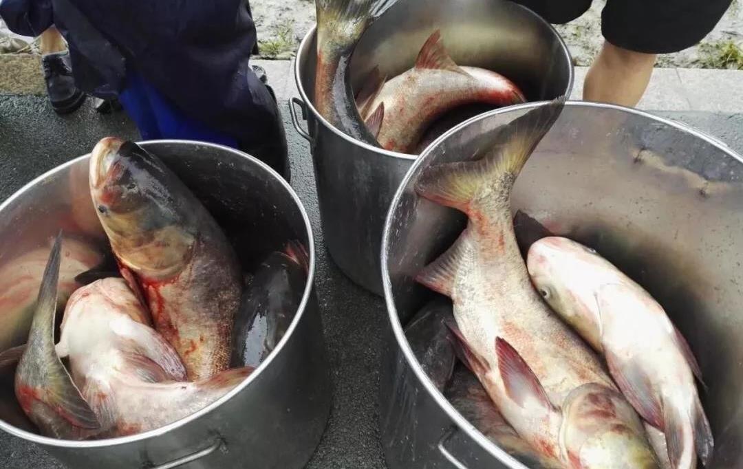 医疗保险|一家三口晚饭后出现腹泻!细究其原因发现钓回来的却是“僵尸鱼”