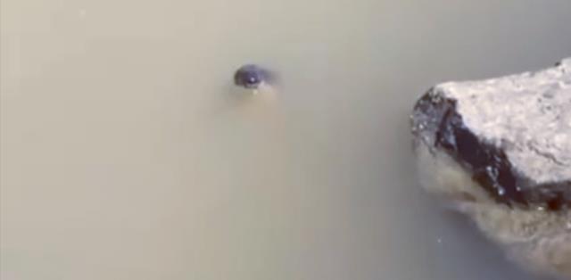 |钓鱼人玩出新花样！在水边和蛇玩了起来，隔着屏幕都觉得心惊胆战