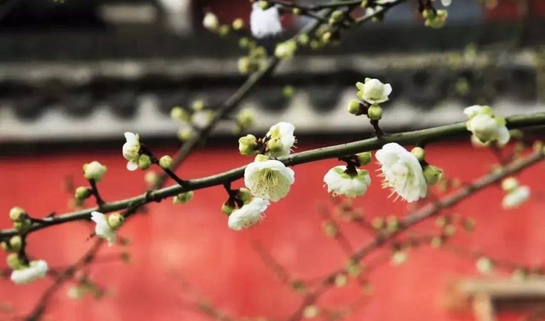 南浔|江南无所有,聊赠一枝春,在湖城邂逅“梅”好