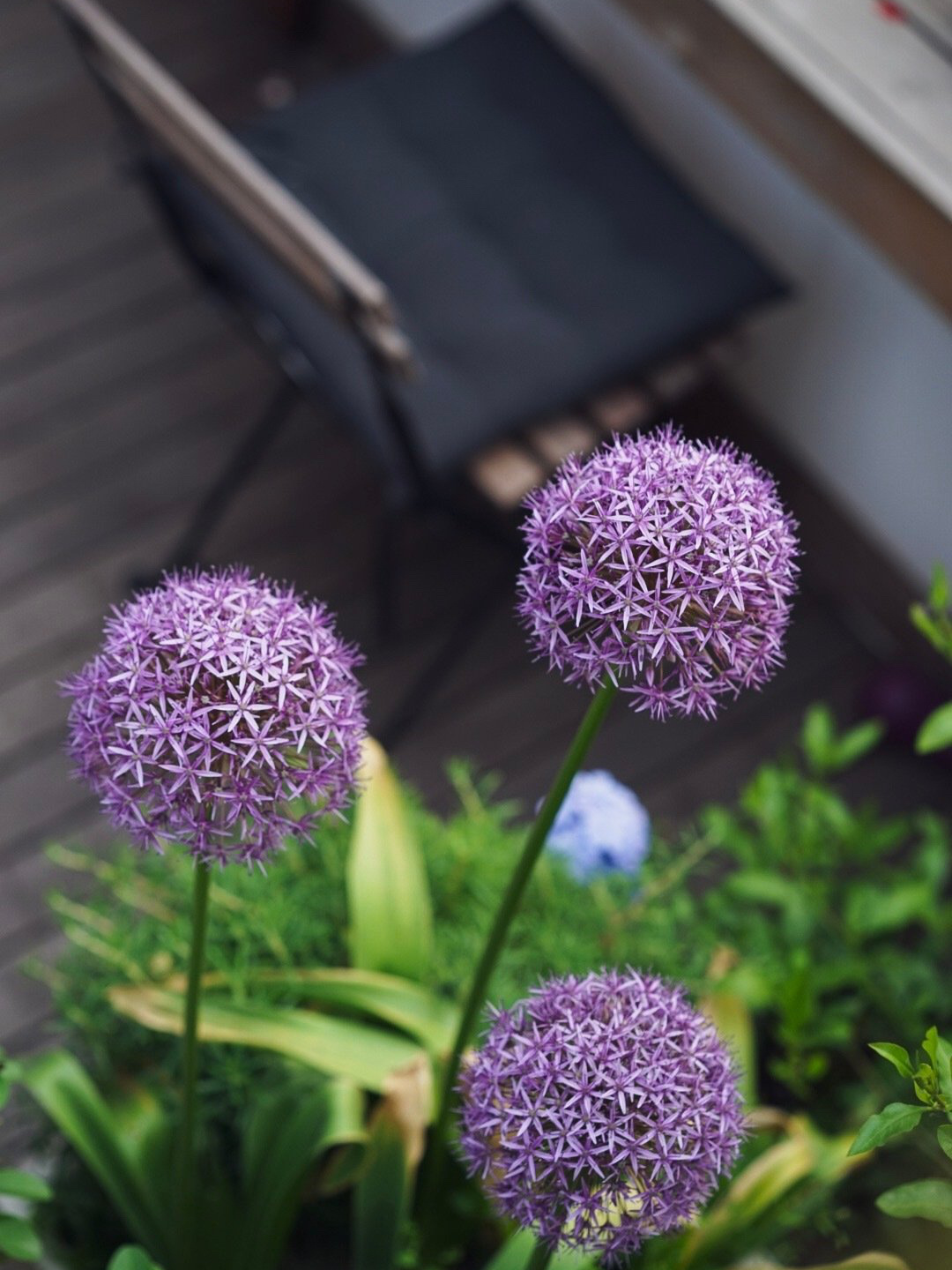 买房子时,免费送的30㎡露台,打造浪漫又实用的空中花园,太美啦