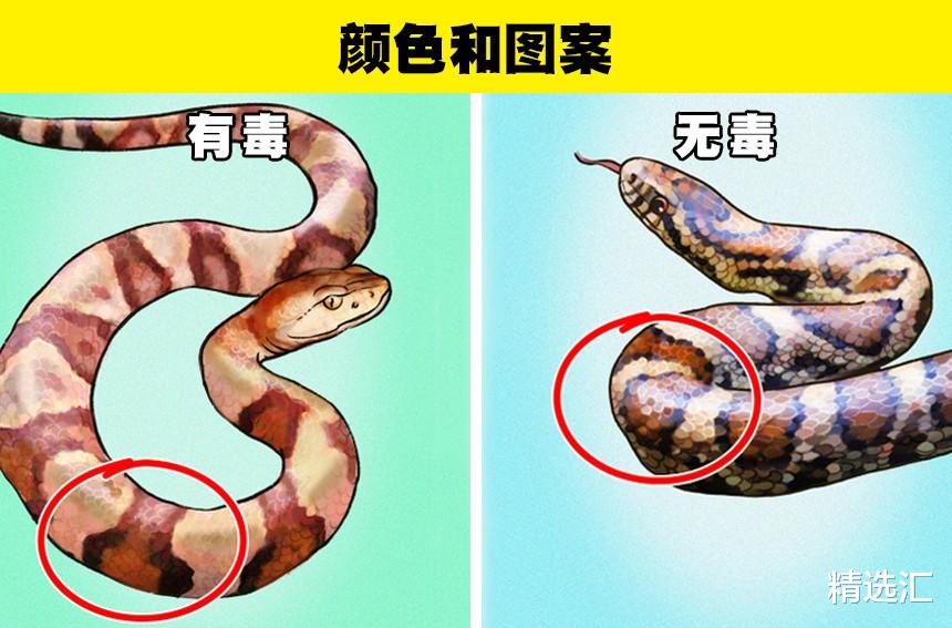 实用冷知识：判断蛇是否有毒的8个小知识