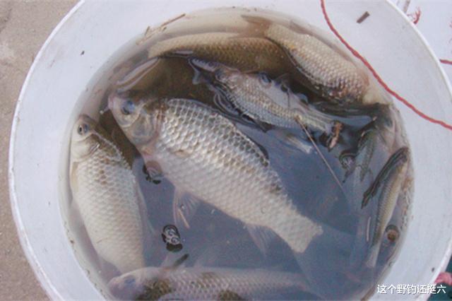 |冬季浓腥大味型的窝料有穿透力诱鱼快？与其瞎折腾不如去找资源！