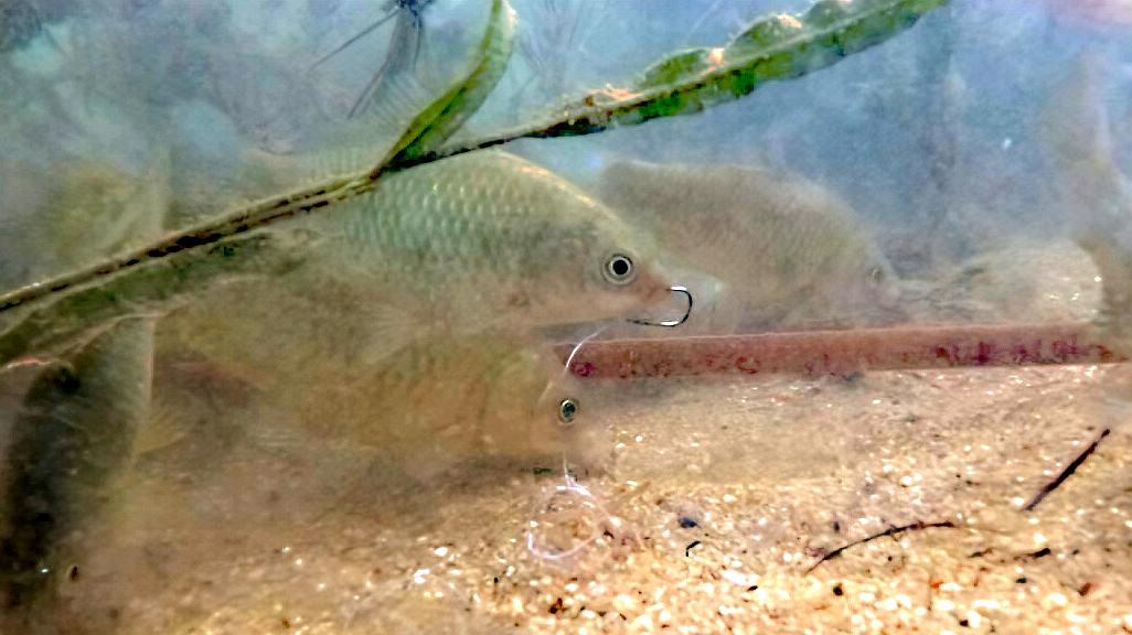 |霜降过后如何选钓位?运用这3个方法,一样能过足钓鱼瘾