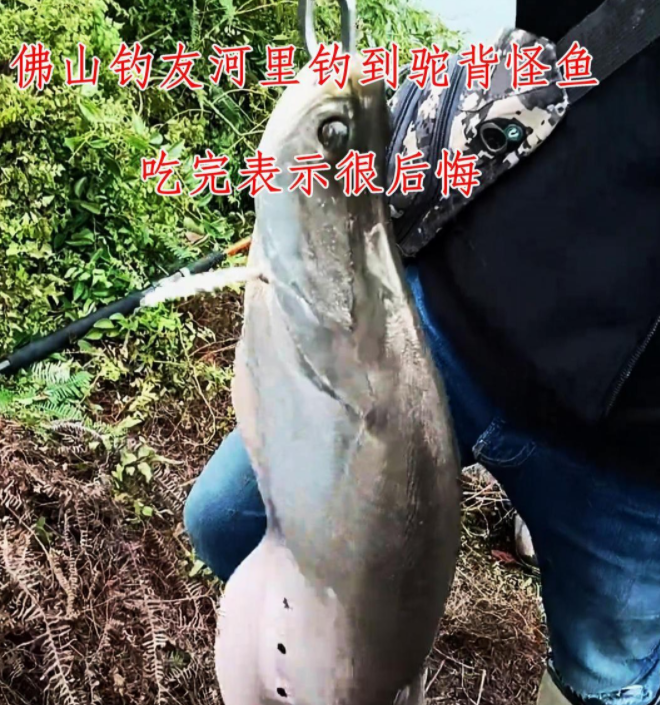 |七星刀鱼广东开始泛滥? 佛山钓友路到4.6斤七星刀, 谁又开始乱放生