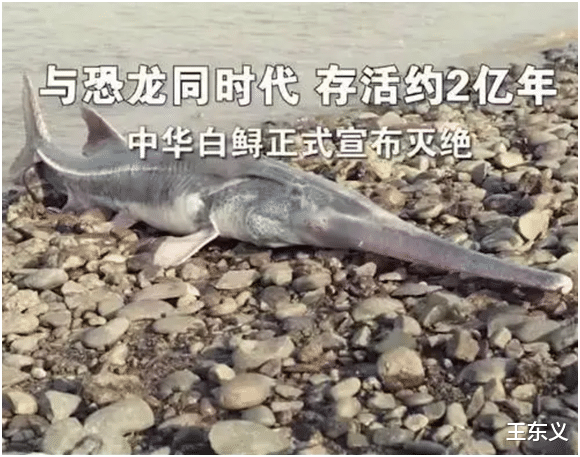 白鲟正式宣布灭绝,已在地球上存活近2亿年,为什么不人工养殖?