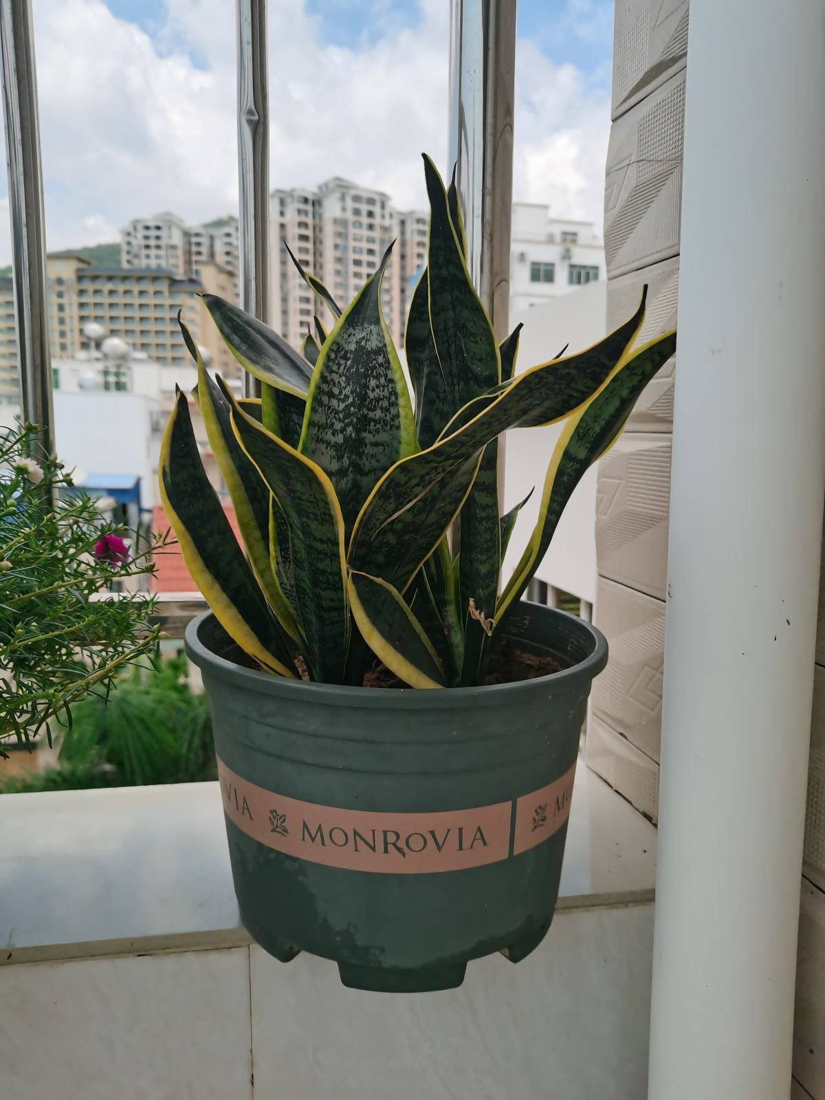 适合养在卧室的花，吸废气净化空气，一觉睡到大天亮