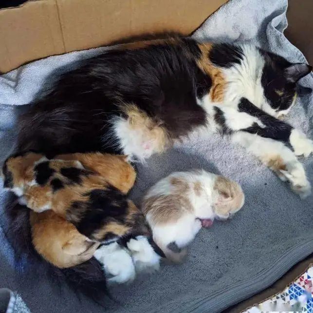 捡到一只漂亮猫咪，带去检查后发现，还有惊喜大礼包相送！