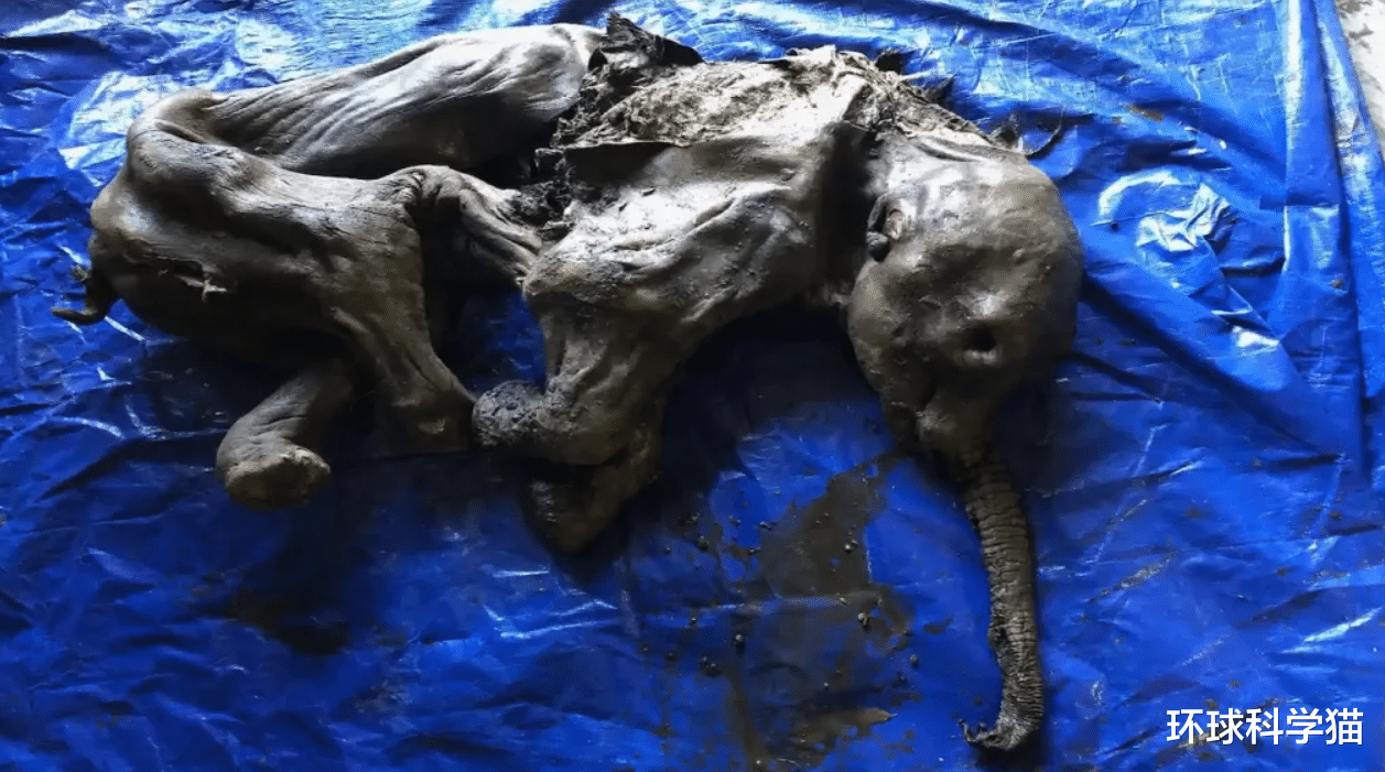 长1.4米,北美挖出3万年前史前生物尸体,地球潘多拉魔盒被打开?
