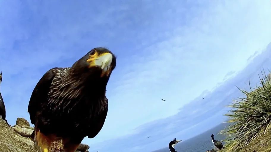 间谍|人类混入企鹅群后,被原配暴打,被渣男抛弃,网友:这个导演不是人