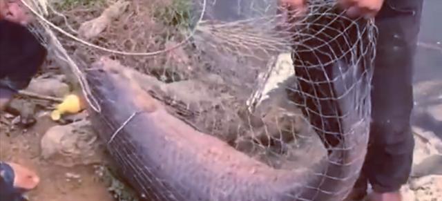 |男子罕见钓获“米级”大鱼，鱼护装不下直接用绳子拴，网友：放生