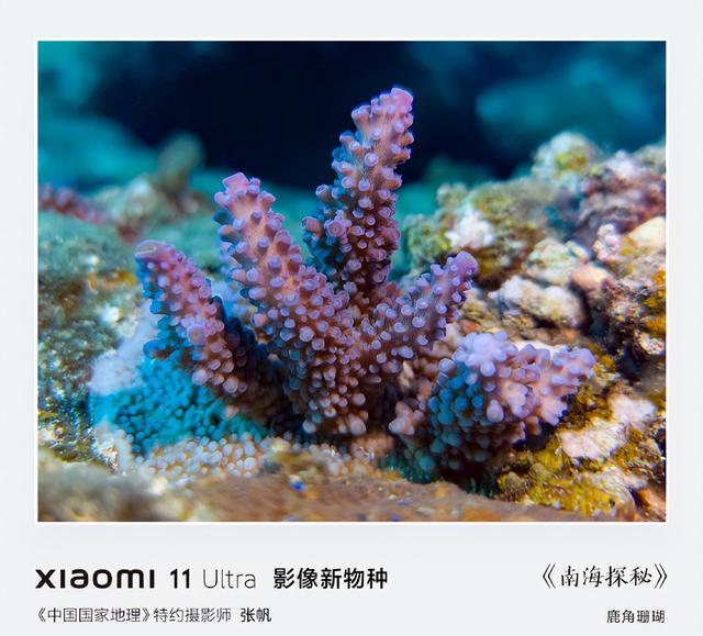 谷歌pixel|雷军成摄影师,他所使用的设备才是亮点