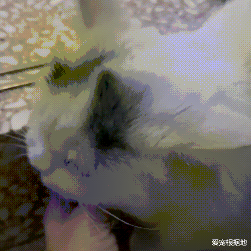 喂了一次的流浪猫，竟出现在好心人家门口，猫：喂了我还想跑？