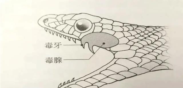 地球上有可以喷火的动物吗?有可能进化出喷火的生物吗?