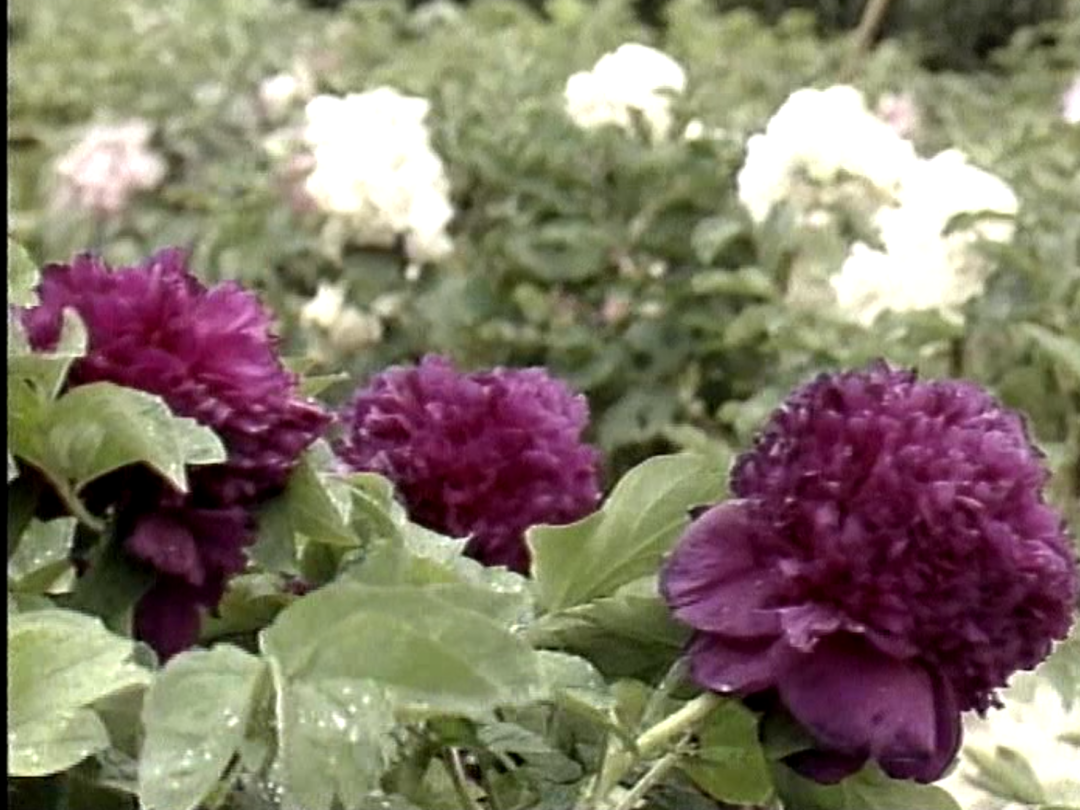 聊斋|是童年噩梦,也是颜值巅峰!《聊斋》之花仙情缘,双女主美翻了