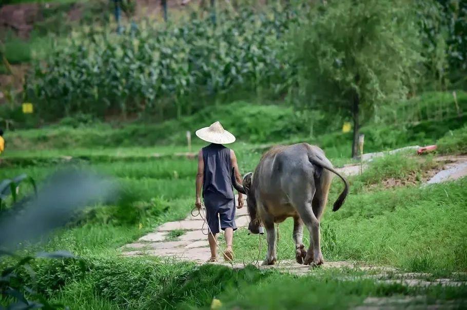 大理|你和“诗与远方”之间,只隔着一个田园牧歌的院子