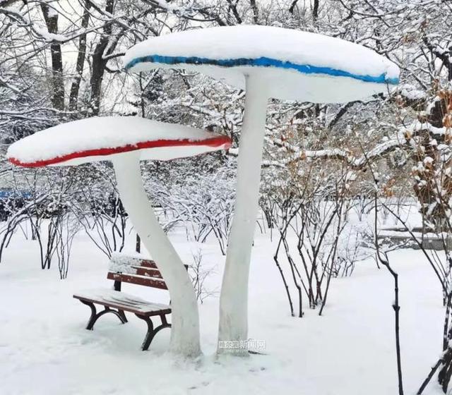 雪容融|下雪了，满街都是“雪容融”｜冰城人已经在冰场、雪地撒欢儿了