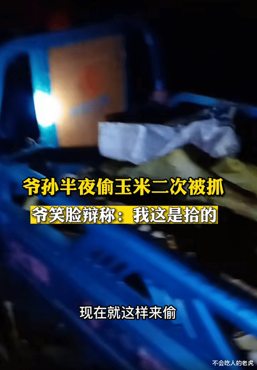 河北沧州:戴着头灯开着三轮车,爷孙俩半夜偷玉米,第二次偷被抓现行