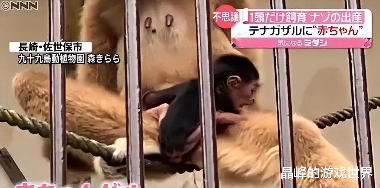 ?这到底咋怀上的?日本动物园独居母猿竟意外产崽,园方困惑不已