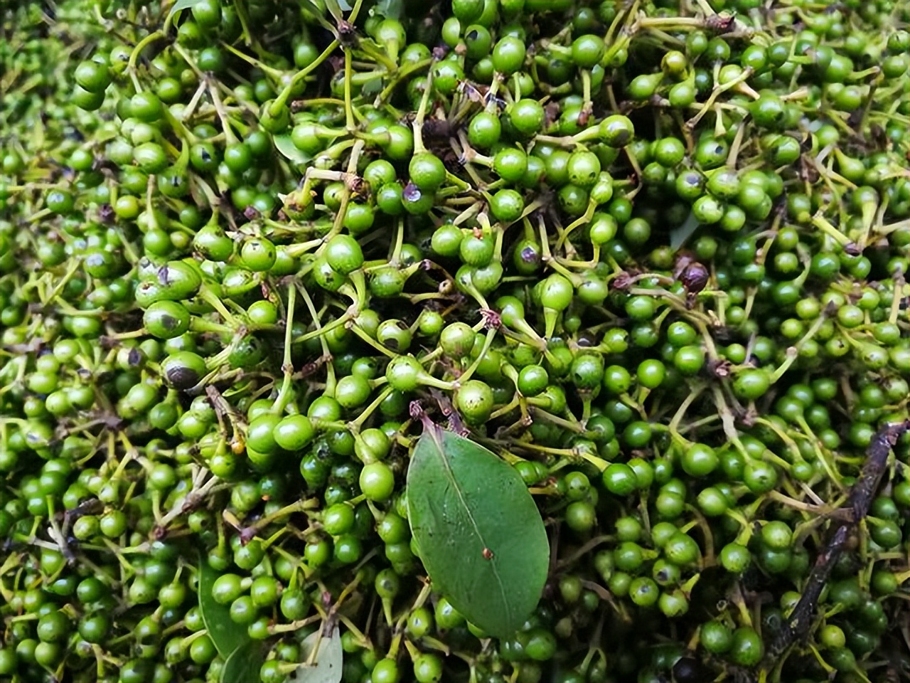 山胡椒:长相酷似樟树,其价值高得很,看到赶紧摘回家