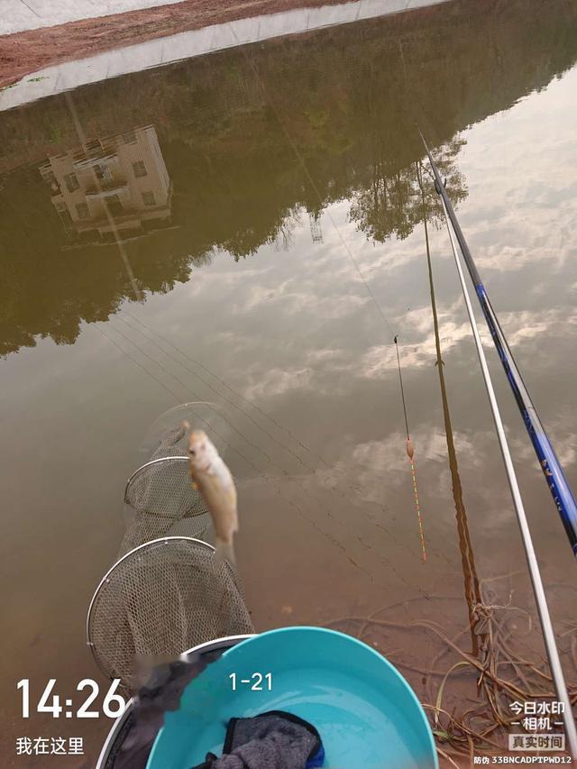 饵料|开竿鲤收竿鲫，红鲤中寻大鲫