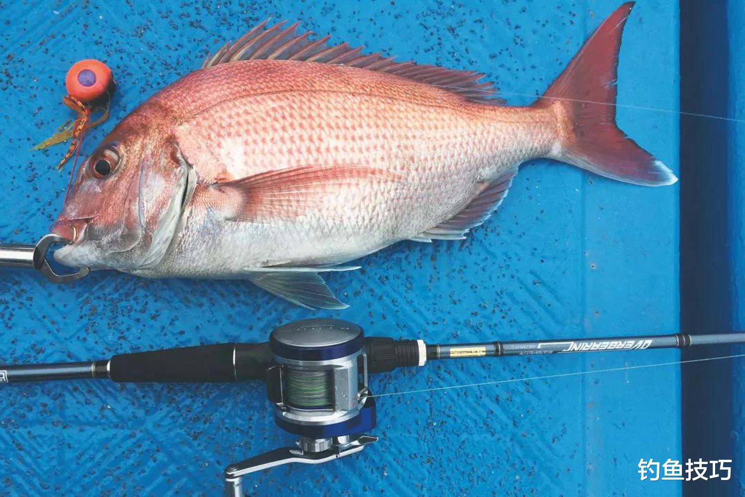 海钓|如何提高海钓鱼饵的效果?提高海钓鱼饵效果的4个方法