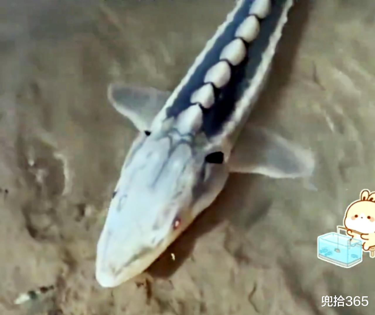 重庆|重庆一男子误钓“国保”,随后果断放生,疑似“野外灭绝”的物种