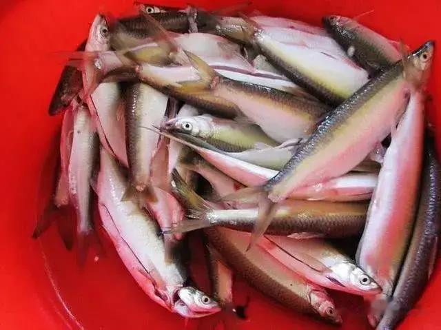 |对付小鱼闹窝杀手锏，绝对好用