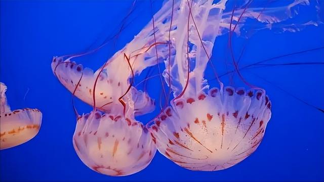吊打巨齿鲨的海怪真的存在么?细数深海中8个最可怕的海洋生物