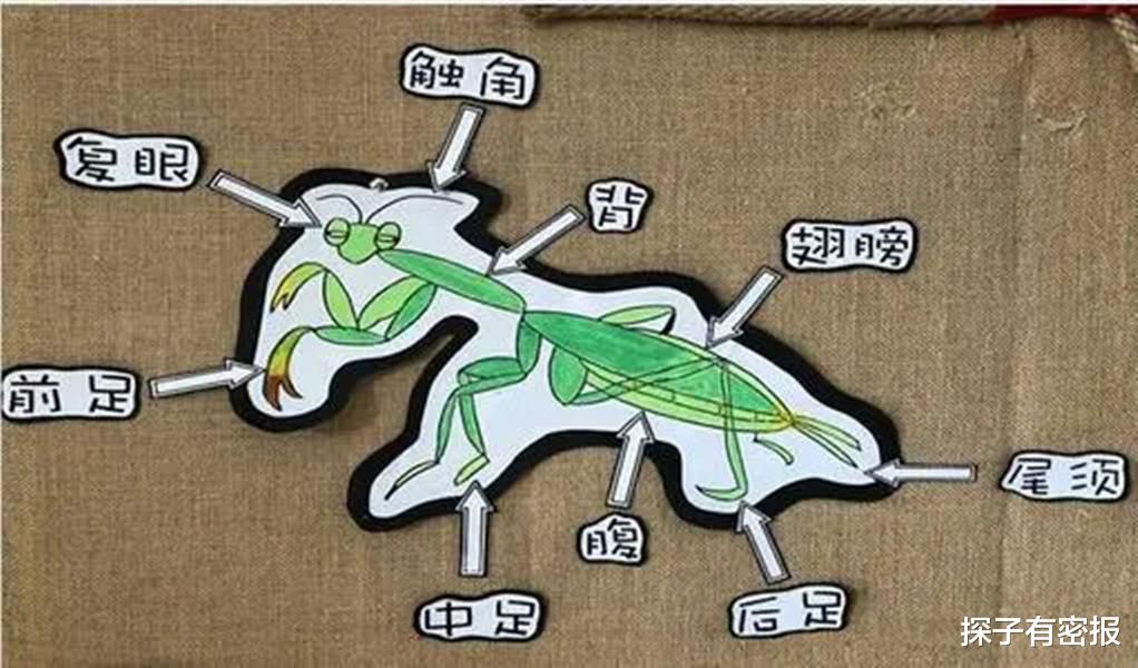 假设200公斤的螳螂,和200公斤的老虎打一场,谁会更厉害一些?