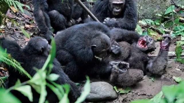 为什么黑猩猩要发动持续4年的战争？和人类一样，为了权力和野心