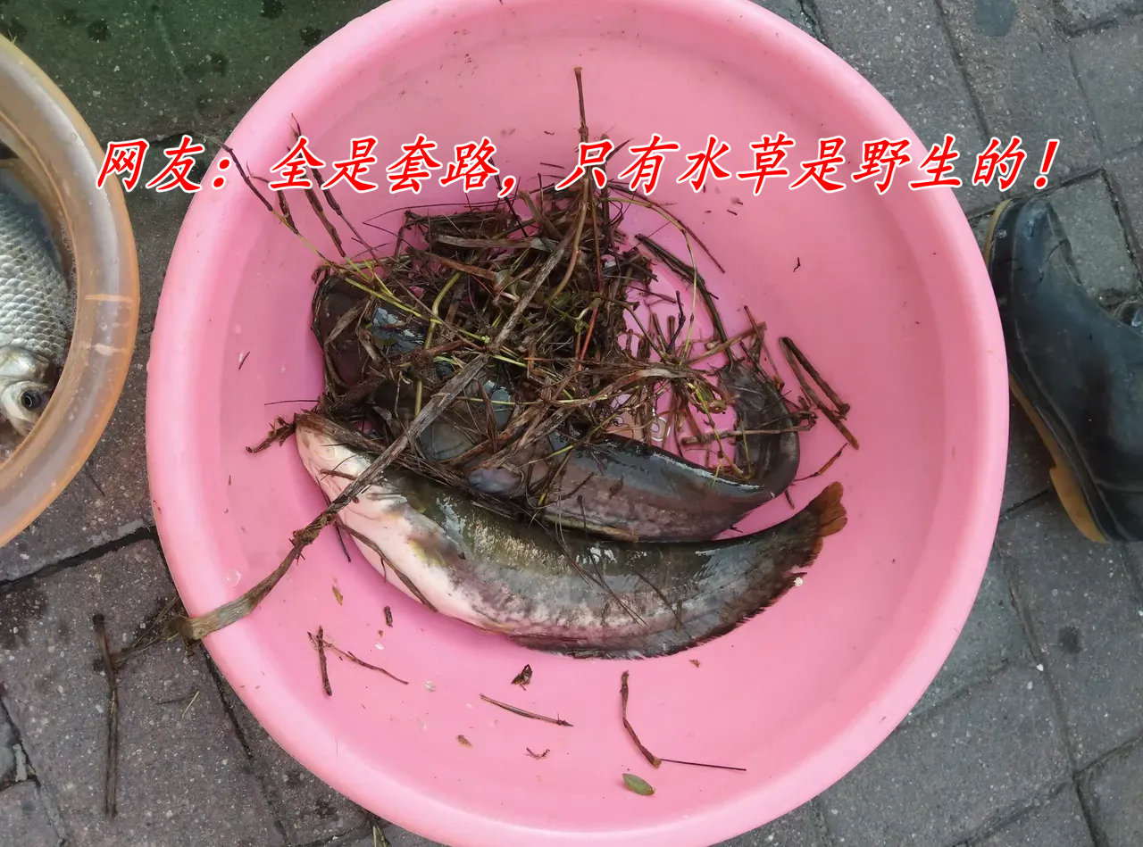 大板鲫|一把水草、一双雨靴, 江西大爷每天15元一斤卖几十斤鱼获, 从不空军