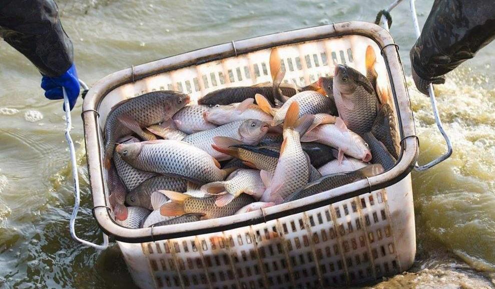 把钓鱼变成“赌场”,鱼塘老板被判处一年零三个月,罚金两万元