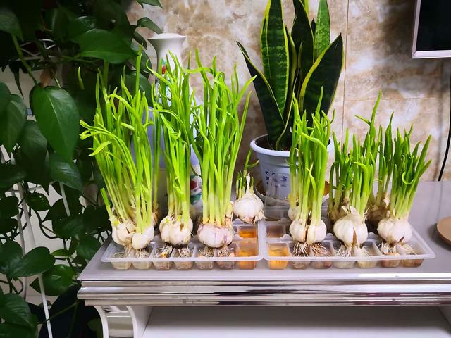 厨房里养什么花好？3种盆栽，小巧简单好养，吸收油烟，干净清新