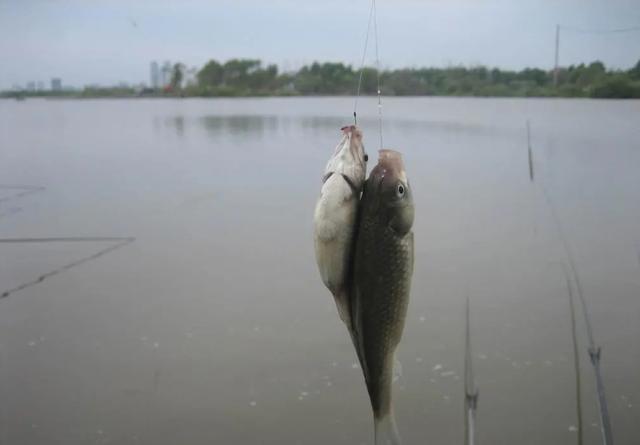徒步|钓鲫鱼，使用子线长度和线组搭配，钓鱼也要讲技巧