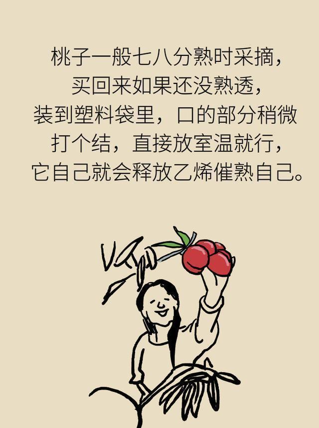 医学|毛桃、油桃，黄桃、白桃，哪个更有营养？看完或明白