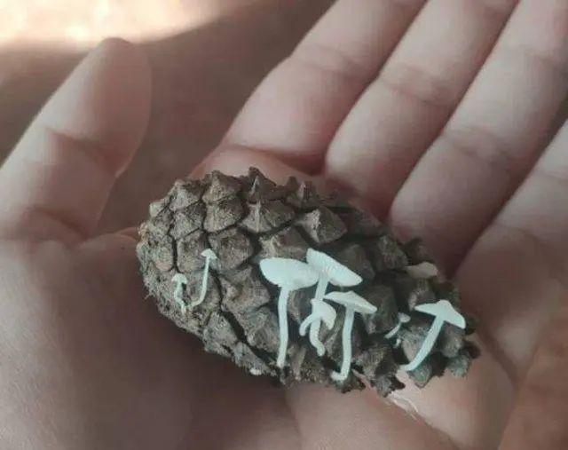 罕见有趣的真实照片:大鱼吃野果,金蝉脱壳,存活的远古生物