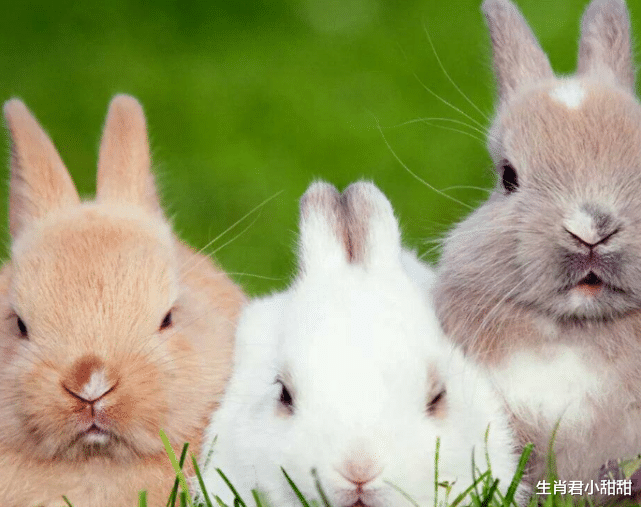 属兔|大财小财从天而降，属兔人未来一段时间事业顺利，在职场如鱼得水