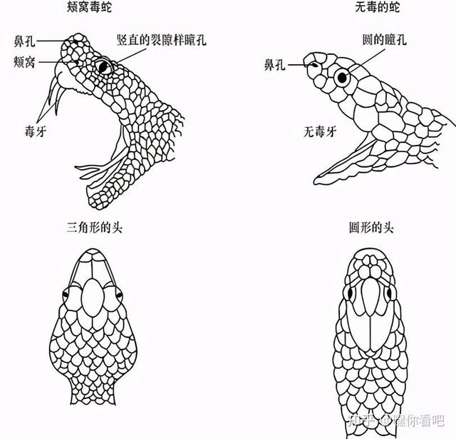 为什么有的人天生怕蛇?那蛇又最怕什么,在野外遇到蛇该怎么办?
