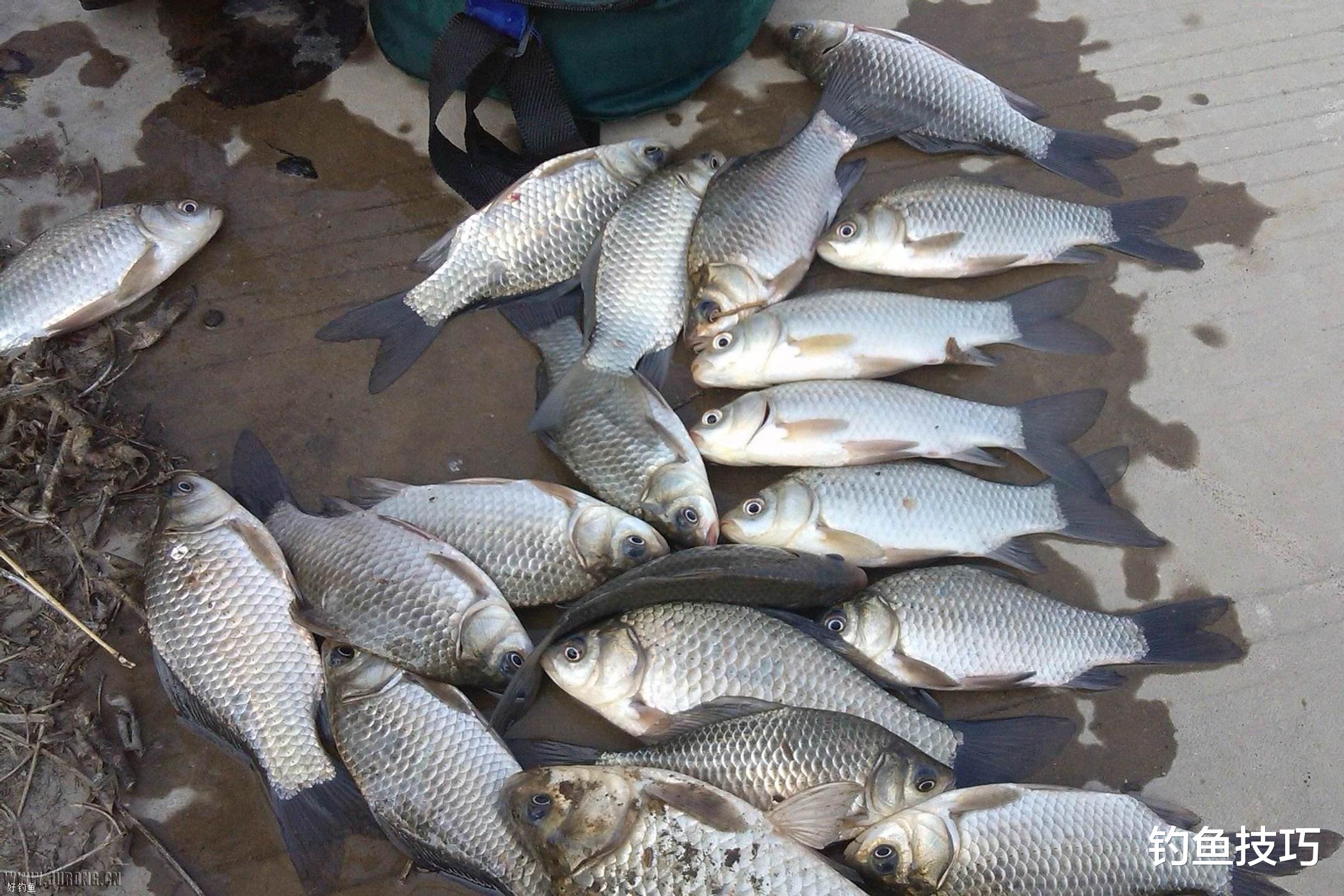 |钓王怒斥酒米诱鱼骗局，酒米到底能不能诱鱼？酒米的诱鱼效果分析